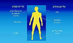 סיבוכים במערכת הלב וכלי הדם - הגדולים והקטנים, בעקבות סוכרת מסוג 2. מקור: ארגון הבריאות העולמי סיבוכים במערכת הלב וכלי הדם - הגדולים והקטנים, בעקבות סוכרת מסוג 2. מקור: ארגון הבריאות העולמי