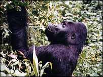 Mountain gorilla in the wild. Only about 380 left