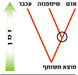 תרשים סכמטי (ללא קנה מידה) של היחסים האבולוציוניים בין שלושת היונקים שהשתתפו במחקר. העיגול מסמן את האב הקדמון המאוחר ביותר המשותף לאדם ולשימפנזה. הענף שבו התמקד המחקר הוא זה המוביל מהפיצול שבמרכז העיגול אל האדם