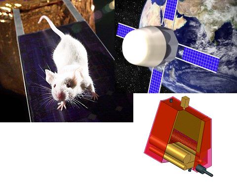 בתמונה השמאלית: אחת המועמדות לתפקיד עכברונאוטית מדגמנת על דגם של פנל סולרי של לווין. בתמונה הימנית מלמעלה למטה: הדמיית אמן של הלווין במסלול; חתך של מרחב מחיה של עכבר בלווין המתוכנן, צילום: אתר MarsGravity.org