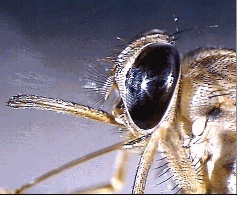 The tsa-tsa fly. From Wikipedia