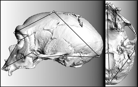 أجرى الباحثون محاكاة قريبة ثلاثية الأبعاد لآلاف الهياكل العظمية للرئيسيات. في الصورة جمجمة إنسان نياندرتال من لا شابيل أو سينت.