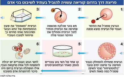 שיבוט האדם - שלב אחר שלב. הארץ