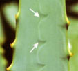 The agave disguises itself as a cactus: a print of thorns in the center of the leaf imitates real thorns. Photography courtesy of Simcha Lev-Yadon