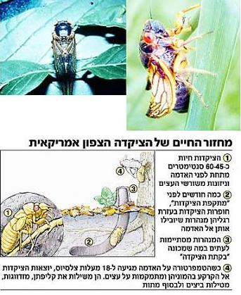 ציקדה. רעש מחריש המזכיר צליל תיפוף (צילום: משרד החקלאות האמריקאי)