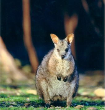 Kangaroo in Australia. Females mate within an hour of calving