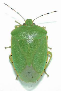 The green bug. Considered a delicacy in Africa and Mexico