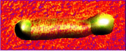 Gold-tipped nanoweights. Illustration: The Hebrew University