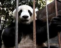 Hu Mei the panda before being transferred from the US to China