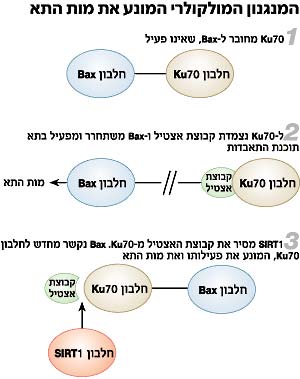 המחשה