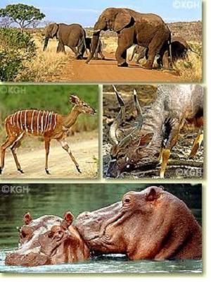 Elephants in the Kruger National Park in South Africa, a pair of Nyala antelopes in Mkhuze Game, South Africa, a hippopotamus in the water park ST. Lucia, South Africa. From the fascination of the South African reserve