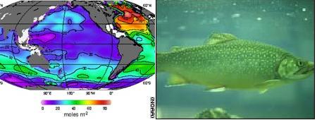 على اليمين: أسماك المملكة المتحدة من جنس مختلف؛ على اليسار: كمية ثاني أكسيد الكربون الناتجة عن النشاط القطبي التي عثر عليها في شمال المحيط الأطلسي عام 1994 بواسطة المركبة الفضائية NOA.