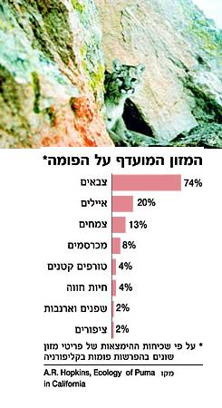 פומה. גדולה כמו נמר, מגרגרת כמו חתול. תצלום: שירות חיות הבר והדגה של ארה