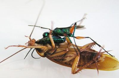 In the picture: the wasp stings the cockroach's head, while its legs are paralyzed and it is unable to fight. Photographer: Ram Gal.
