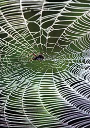 A spider spins webs