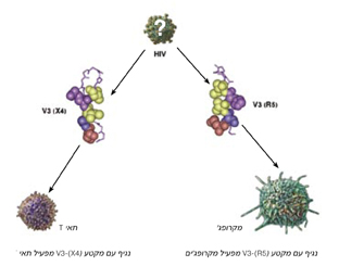 The AIDS virus - illustration