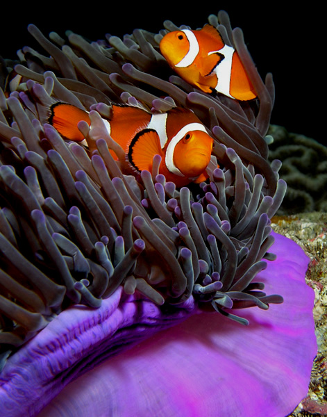 سمكة المهرج مهدد بالانقراض بسبب فقدان بيئة الشعاب المرجانية، بما في ذلك زنابق الماء التي يعيش فيها. من ويكيبيديا