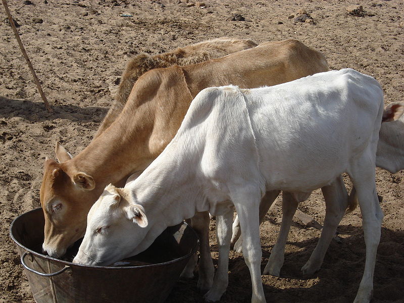 16,000 liters of water will be pumped to produce one kg of beef