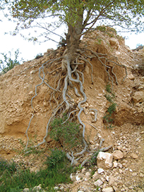 הצצה לנעשה בתת-הקרקע: חשיפה של מערכת השורשים של האלה האטלנטית בנחל אלות, הר הנגב המערבי. צילום: פרופ' עמנואל מזור