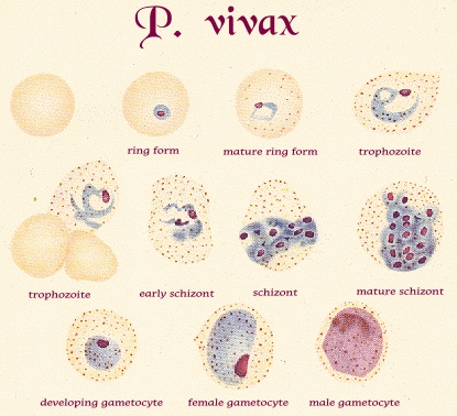 The developmental stages of Plasmodium_vivax. Source Wikimedia Commons