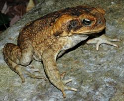 Australian cane toad, from Wikipedia