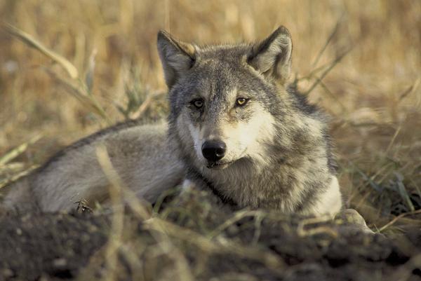 الذئب الرمادي - لم يعد مهددًا بالانقراض. (المصدر: خدمة الأسماك والحياة البرية الأمريكية)