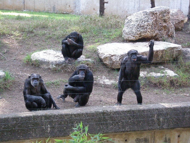 שימפנזות בספארי ברמת גן. צילום: דוד שי, ויקיפדיה