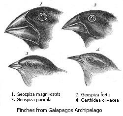 Darwin's Pharisees. From Wikipedia