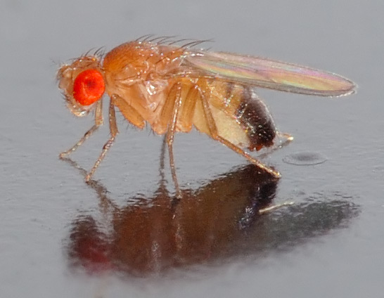 fruit fly. Link to the source of the image at the bottom of the article