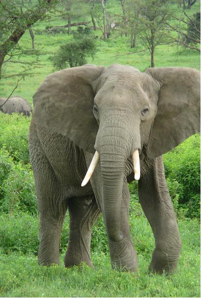 Elephant in Antodu Reserve. From Wikipedia