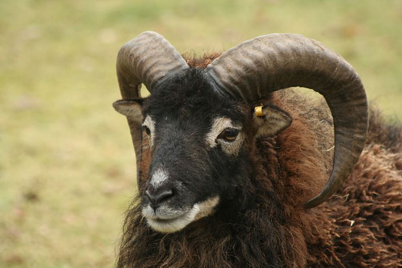 כבשים שחורות מגזע הסואי. צילום - מתוך ויקיפדיה