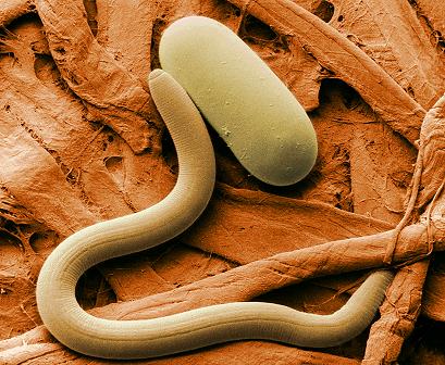 The soybean nematode, next to an egg