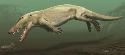 Ambulocetus natans - walking whale. A semi-terrestrial, semi-marine creature from the Eocene era. Illustration: Karl Boel