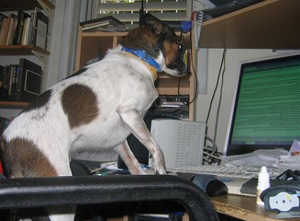 سوف يفهم الكمبيوتر الكلب. بوشي، يناير 2008.