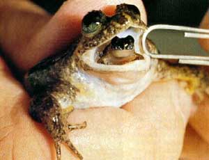 The midwife frog