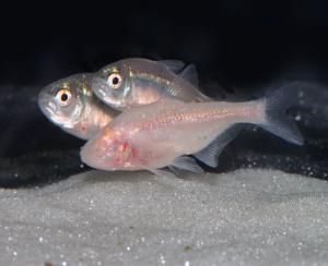 Mexican cave fish revisited