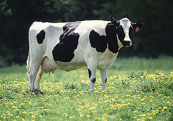 A cow's genome consists of 22,000 genes. (Source: United States Department of Agriculture)