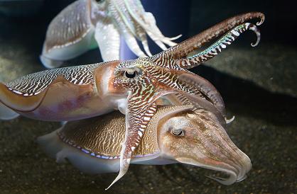 Communicating Cuttlefish - Courtesy of Wikipedia
