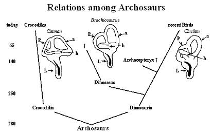 Archosaur lineage