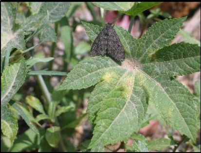 The cuckoo bear and the leaves of the plant it feeds on. Photo - Ministry of Agriculture