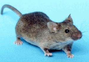 עכבר הבית. צילום מתוך ויקיפדיה