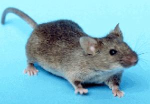 The house mouse. Photo from Wikipedia