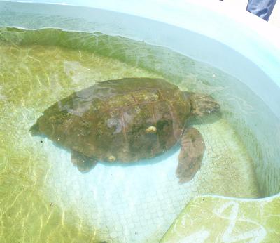 A sea turtle in the trawler rescue facility