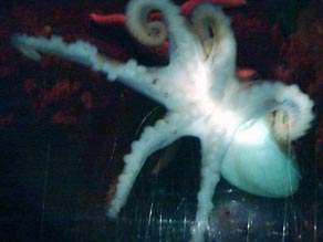 A photo of the six-armed octopus as photographed by Blackpools Marine Center staff