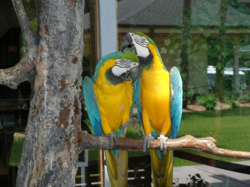 parrots Silver Springs, Okla., Florida. Nature reserve and amusement park. Photo by Avi Blizovsky, May 2009. There is a center for the treatment of injured animals and their return to the wild.