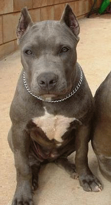 Pitbull dog