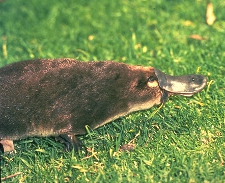 a duck From the California Academy of Sciences website