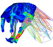 מודל תלת-מימדי של גולגלתו של נמר שיני-החרב