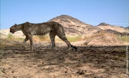 The cheetah photographed in Algeria. Credit: Farid Belbachir