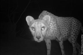 The cheetah photographed in Algeria. Credit: Farid Belbachir